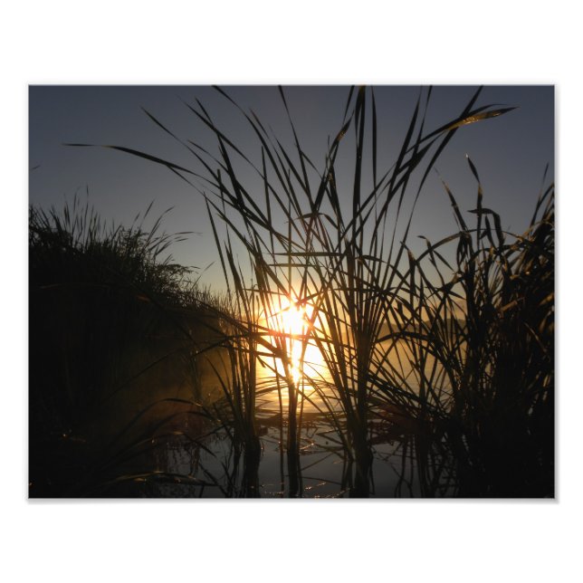 Foto Sun Detrás de los carrizos (Frente)