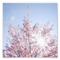 sun rays pass through pink flowers of a wow tree