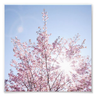 Foto sun rays pass through pink flowers of a wow tree