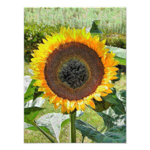 FOTO SUNFLOWER