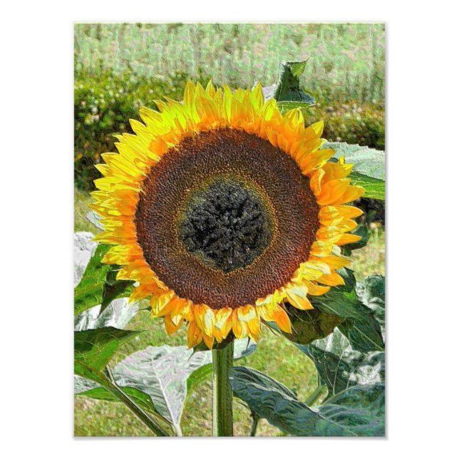 FOTO SUNFLOWER (Frente)