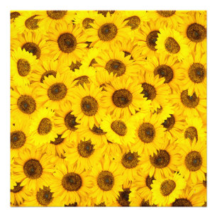 Foto Sunflower
