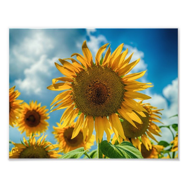 Foto Sunflowers de Toscana (Frente)