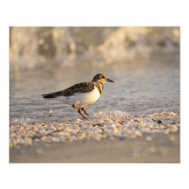 Foto Sunset Sanderling (Frente)