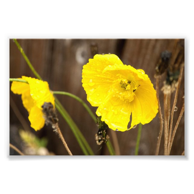 Foto Sunshine atenuado (Frente)