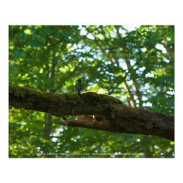 Foto Superficie forestal