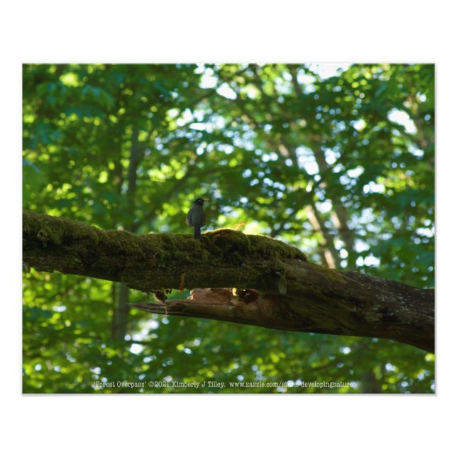 Foto Superficie forestal (Frente)