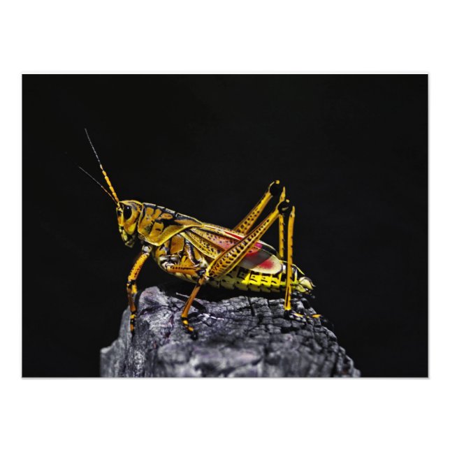 Foto Sureste de Lubber Grasshopper. (Frente)