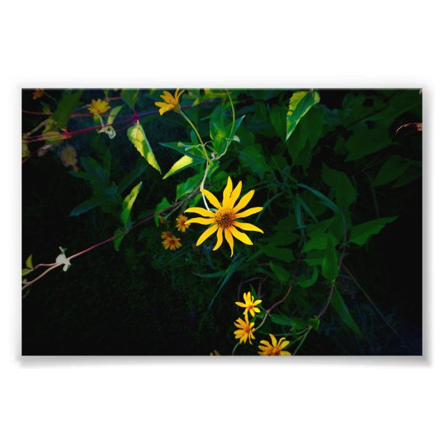 Foto Surge una flor (Frente)