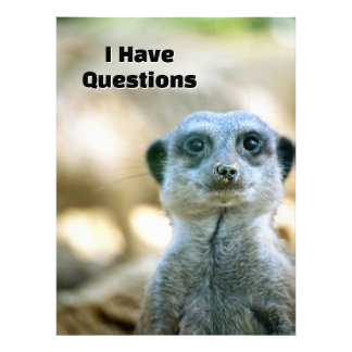 Foto Suricata Divertida Tengo Preguntas Humor Animal