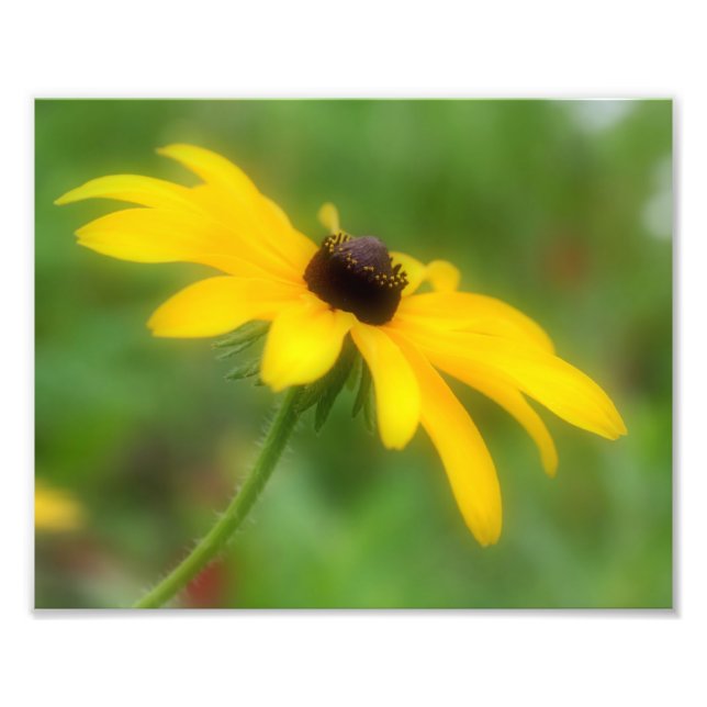 Foto Susan Daisy Flower simple de ojos negros 8x10 (Frente)