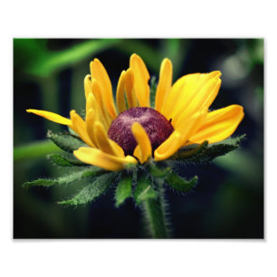 Foto Susan Flower Desplegando 8 x 10 ojos negros