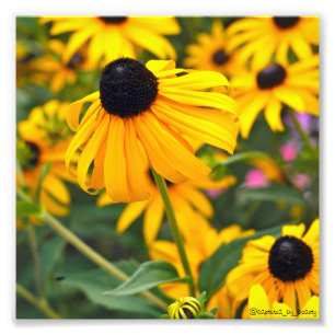 Foto Susan Poster de ojos negros 6x6