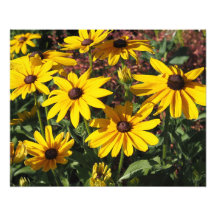 Susans de ojos negros de 20"x16"