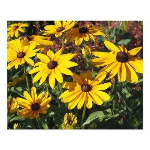 Foto Susans de ojos negros de 20"x16"