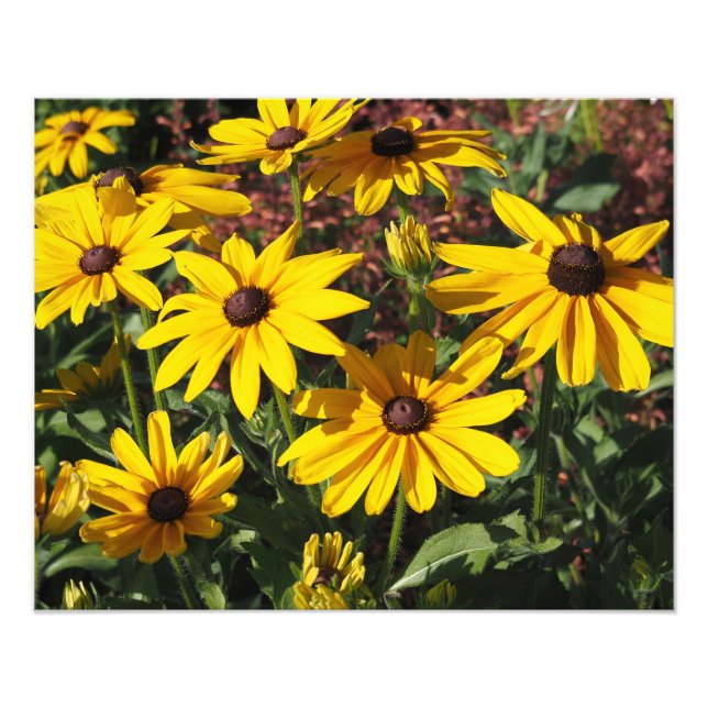 Foto Susans de ojos negros de 20"x16" (Frente)