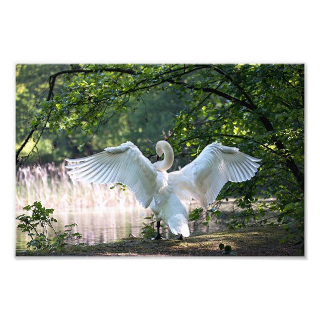 Foto Swan con alas extendidas (Frente)