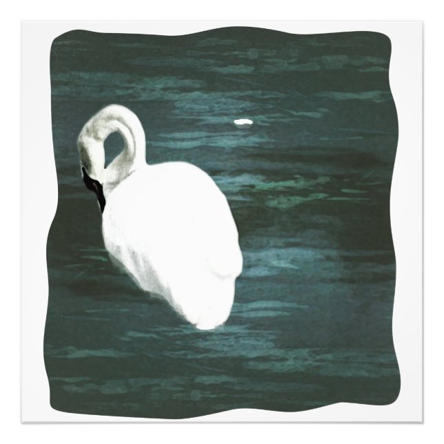 Foto Swan en el estanque (Frente)