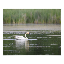 Foto Swan Lake Scene