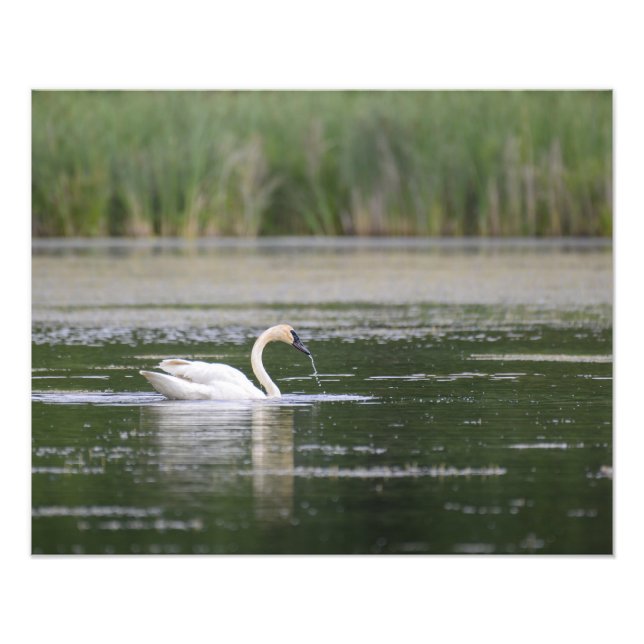 Foto Swan Lake Scene (Frente)