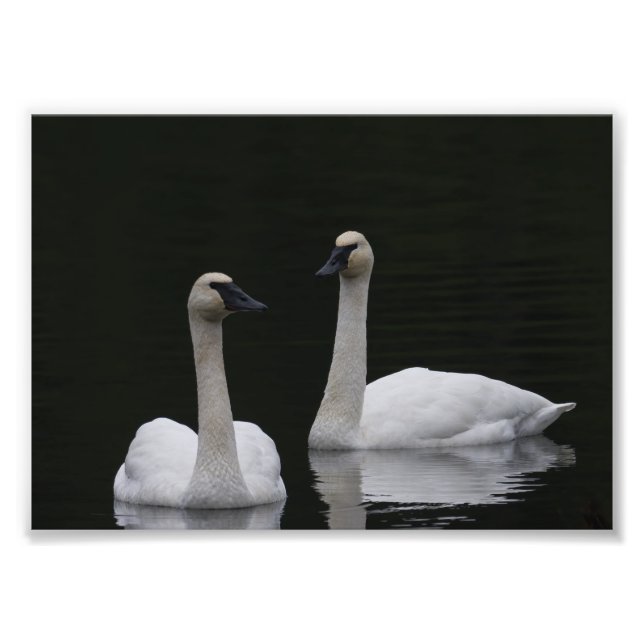 Foto Swan Pair Anacortes ACFL (Frente)