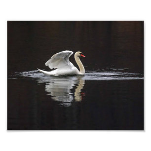 Foto Swan y reflexiones