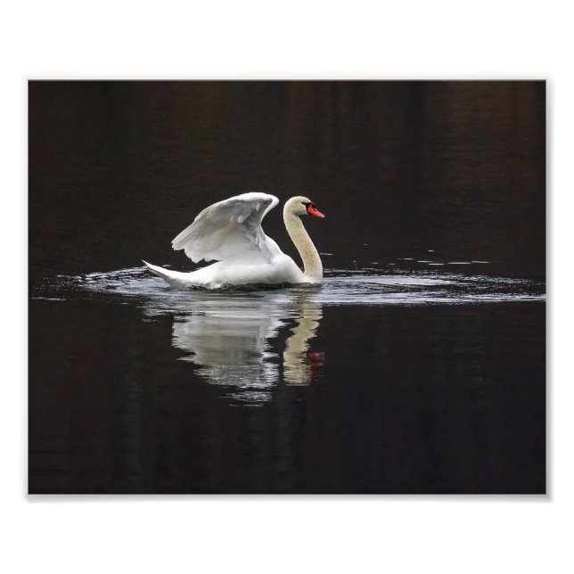 Foto Swan y reflexiones (Frente)
