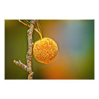 Sycamore Seed Ball