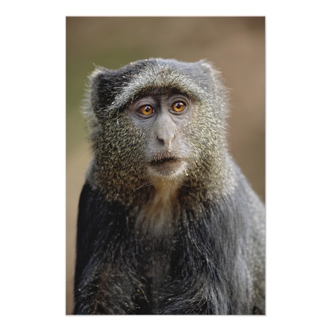 Foto Sykes o Blue Monkey, Cercopithecus mitis, (Frente)