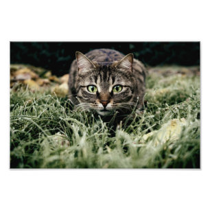 Foto Tabby del gato doméstico