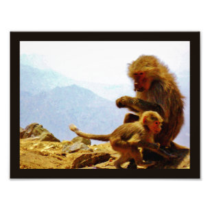 Foto Taif Baboons