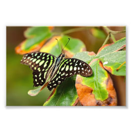 Foto Tailed Jay Photo Print