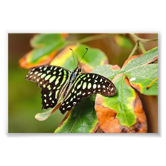 Foto Tailed Jay Photo Print (Frente)
