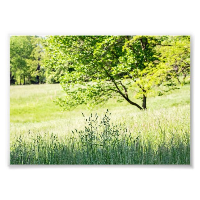 Foto Tall Grass (Frente)