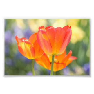 foto - tamaño 4x6 - tulipanes (naranja)