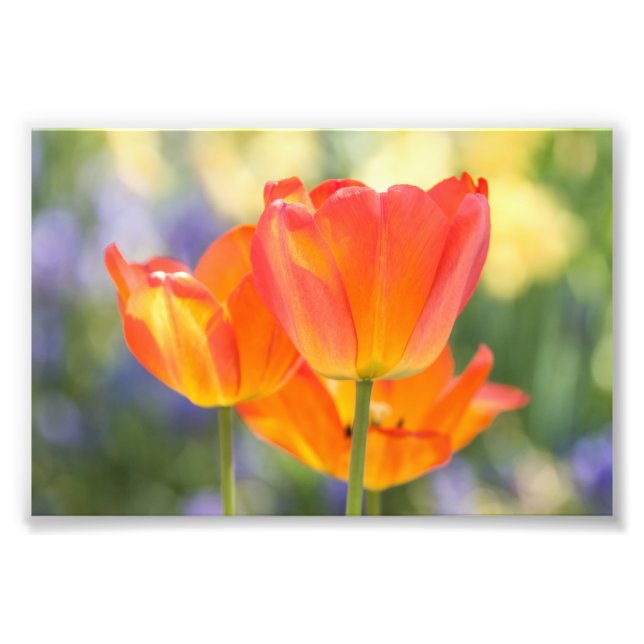 foto - tamaño 4x6 - tulipanes (naranja) (Frente)