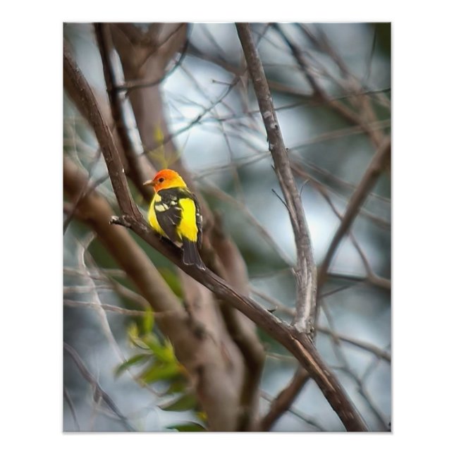 Foto Tanager occidental (Frente)