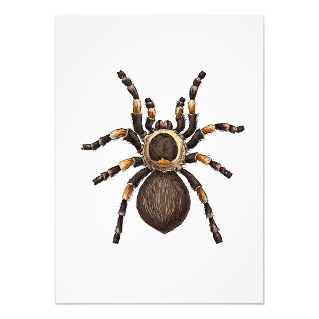 Foto Tarantula (Frente)