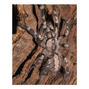 Foto Tarantula Ornamental de la India