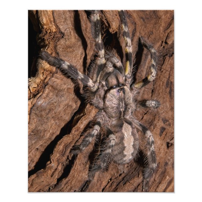 Foto Tarantula Ornamental de la India (Frente)