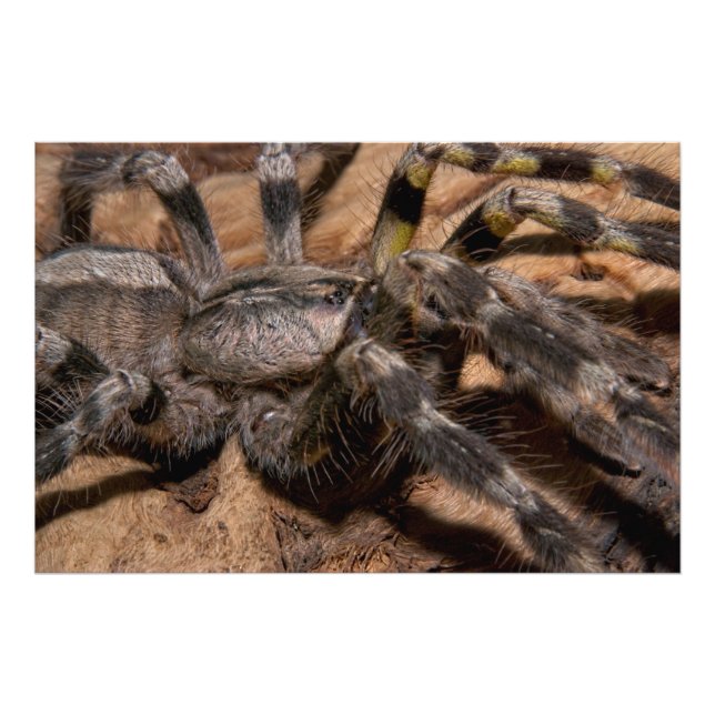 Foto Tarantula Ornamental de la India (Frente)