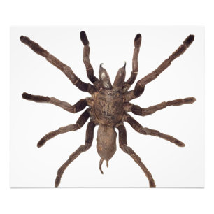 Foto Tarantula Poster