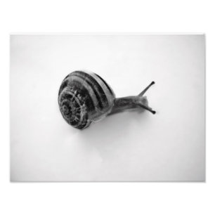 Foto Tarjeta postal de caracol