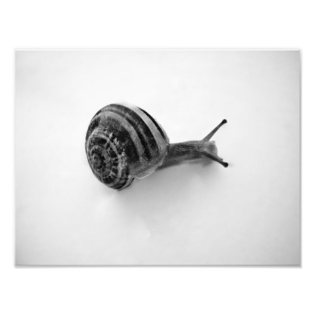 Foto Tarjeta postal de caracol (Frente)