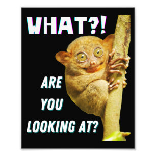 Foto Tarsier Divertido de Ojos Grandes ¿Qué Estás Miran