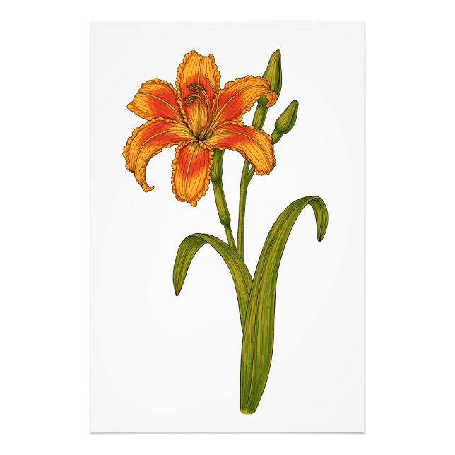 Foto Tawny daylily (Frente)