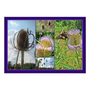 Foto Teasel Thistle - Dipsacus fullonum