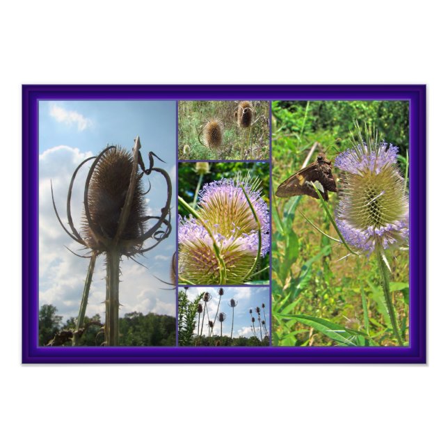 Foto Teasel Thistle - Dipsacus fullonum (Frente)