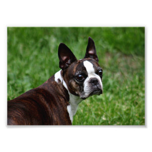 Foto Terrier de Boston