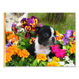 Foto Terrier de Boston